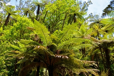 Green and brown trees under the blue sky during the day
